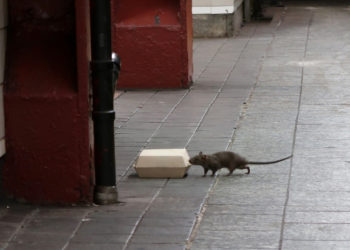 New York City Rats Have Invented Their Own Language. Seriously.