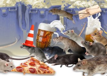New York City rats are social beasts, even have unique accent, study finds