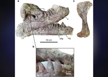 Newly Discovered Megaraptor Still Had an Ancient Crocodile in Its Mouth