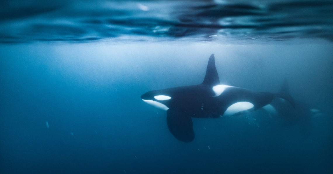 Orcas Are Attacking Boats Off Spain Again