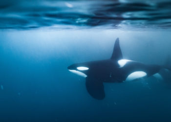 Orcas Are Attacking Boats Off Spain Again