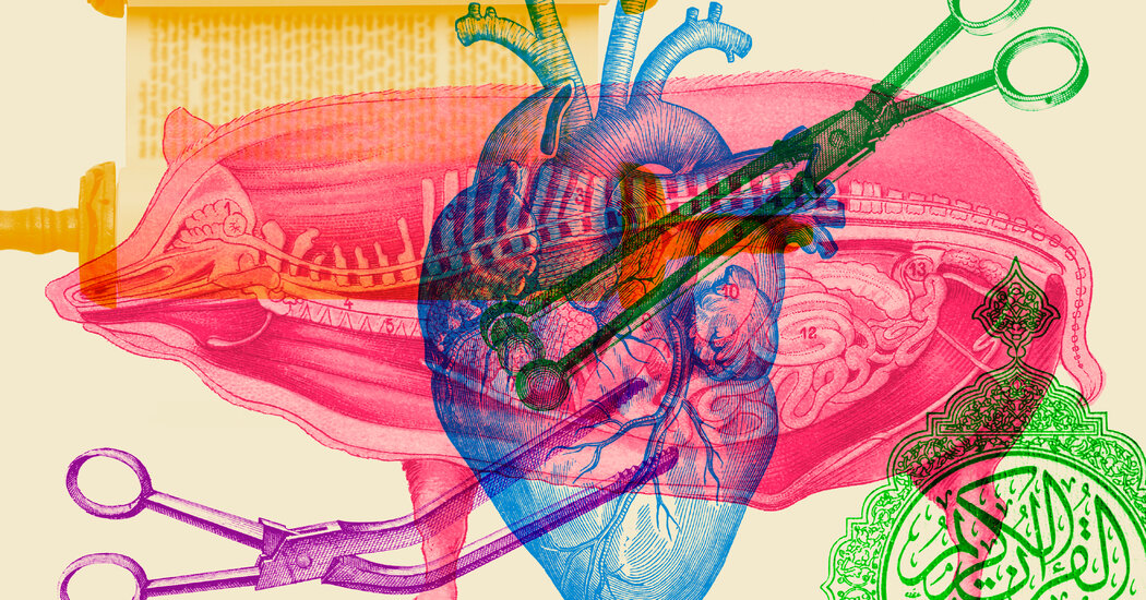 Pig Organ Transplants May Pose a Dilemma for Some Jews and Muslims