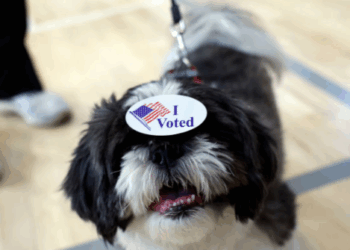 Prosecutors: California Woman Registered Her Dog to Vote, Mailed a Ballot in Its Name