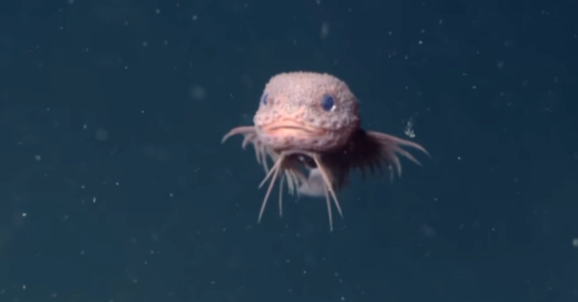 Scientists Discovered a New Fish, and It’s Ridiculously Cute