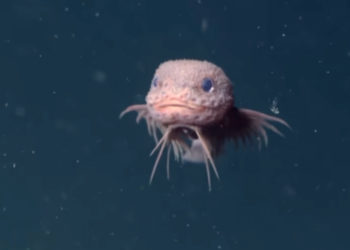 Scientists Discovered a New Fish, and It’s Ridiculously Cute