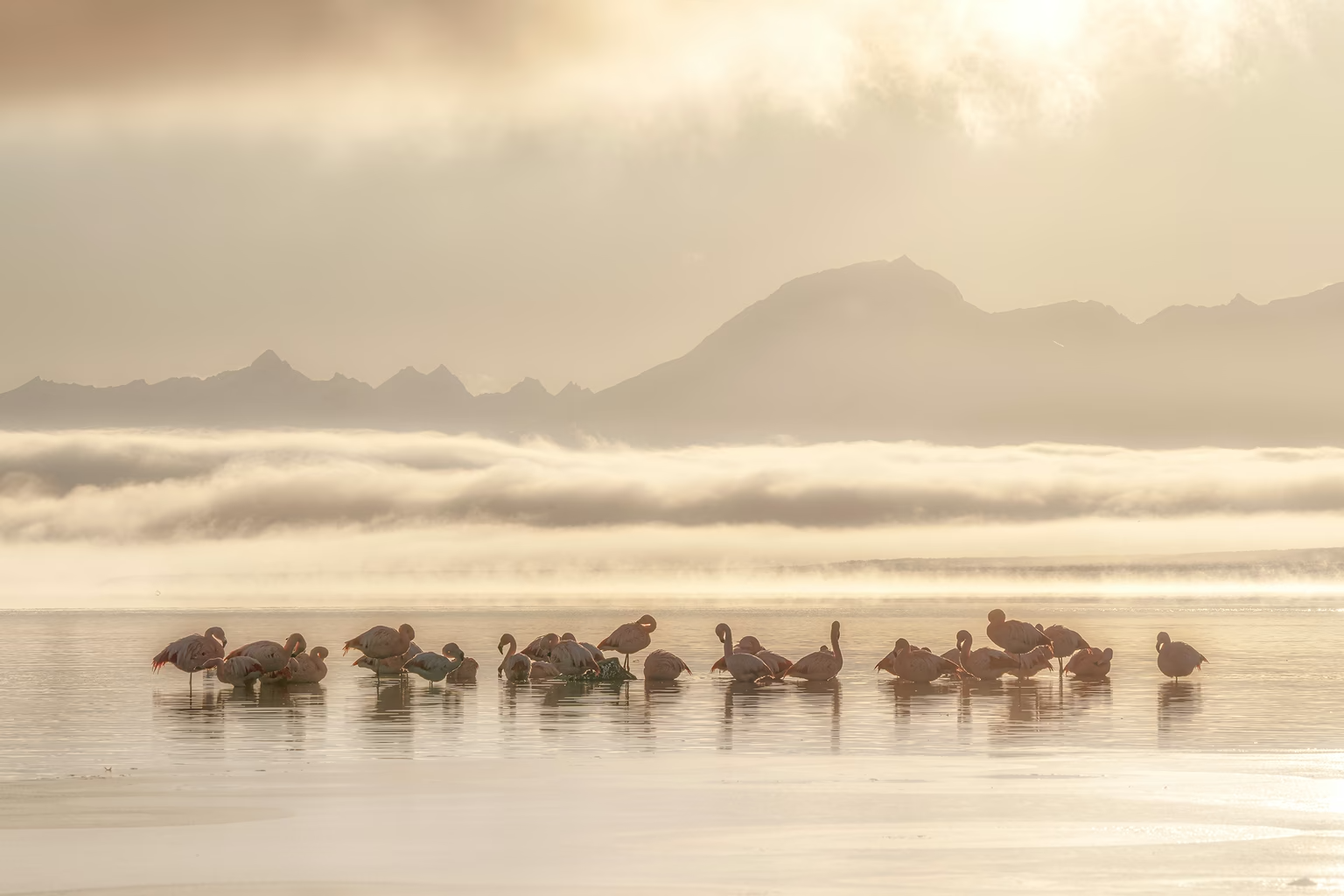 Chilean flamingos in Puerto Natales, Chile