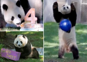 Smithsonian’s birthday bash for 4-year-old panda is too much cuteness to bear