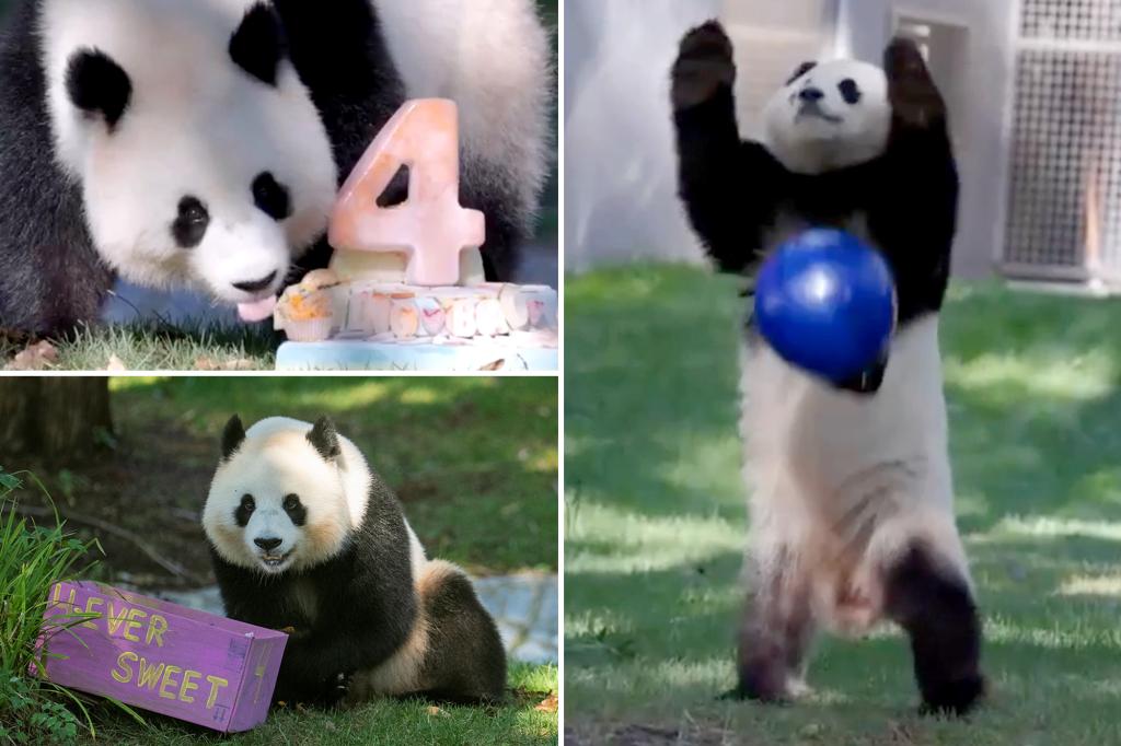 Smithsonian’s birthday bash for 4-year-old panda is too much cuteness to bear