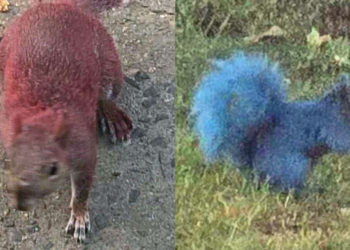 Some Jerk in Connecticut Keeps Painting Squirrels Neon Colors