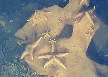 Sunken World War II Bombs Found Overflowing With Sea Life