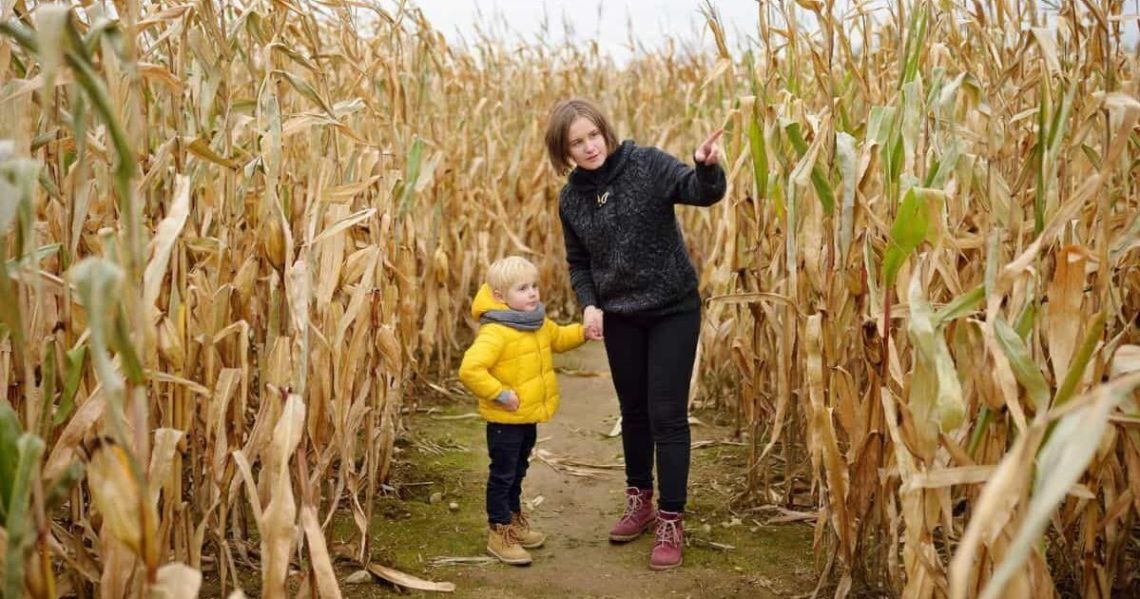 The corn maze craze and why we love getting lost every fall