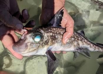 This Deep-Sea Fish Uses Its 8 Rows of Forehead Teeth for Sex