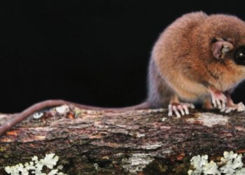 Tiny New Marsupial With a Tail Longer Than Its Body Discovered in Peru