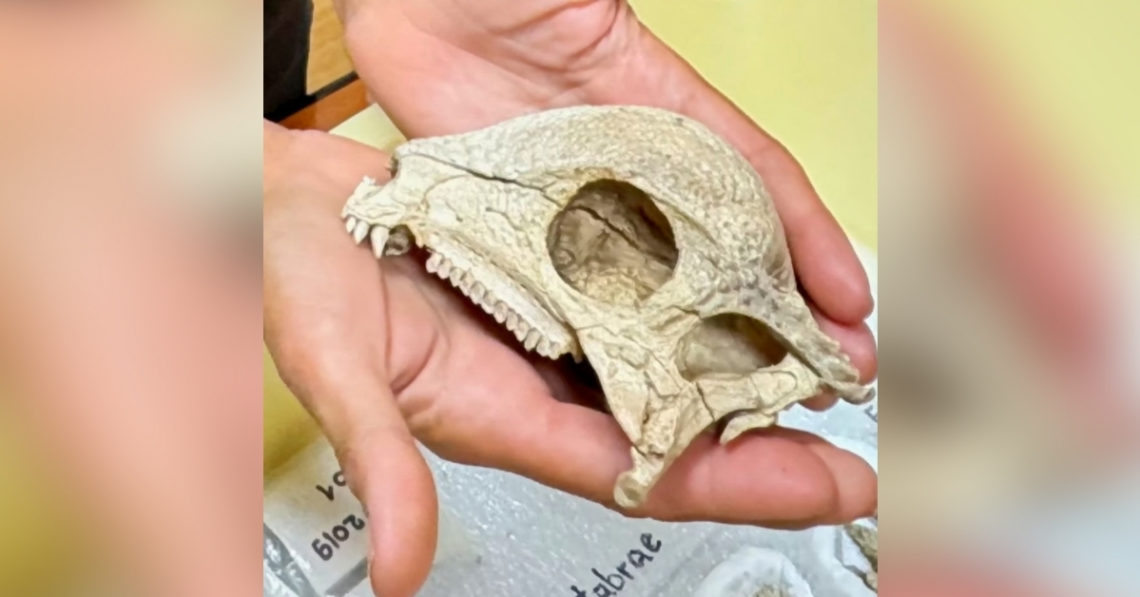 ‘Shockingly’ Well-Preserved Skull Changes Everything We Know About Dome-Headed Dinosaurs