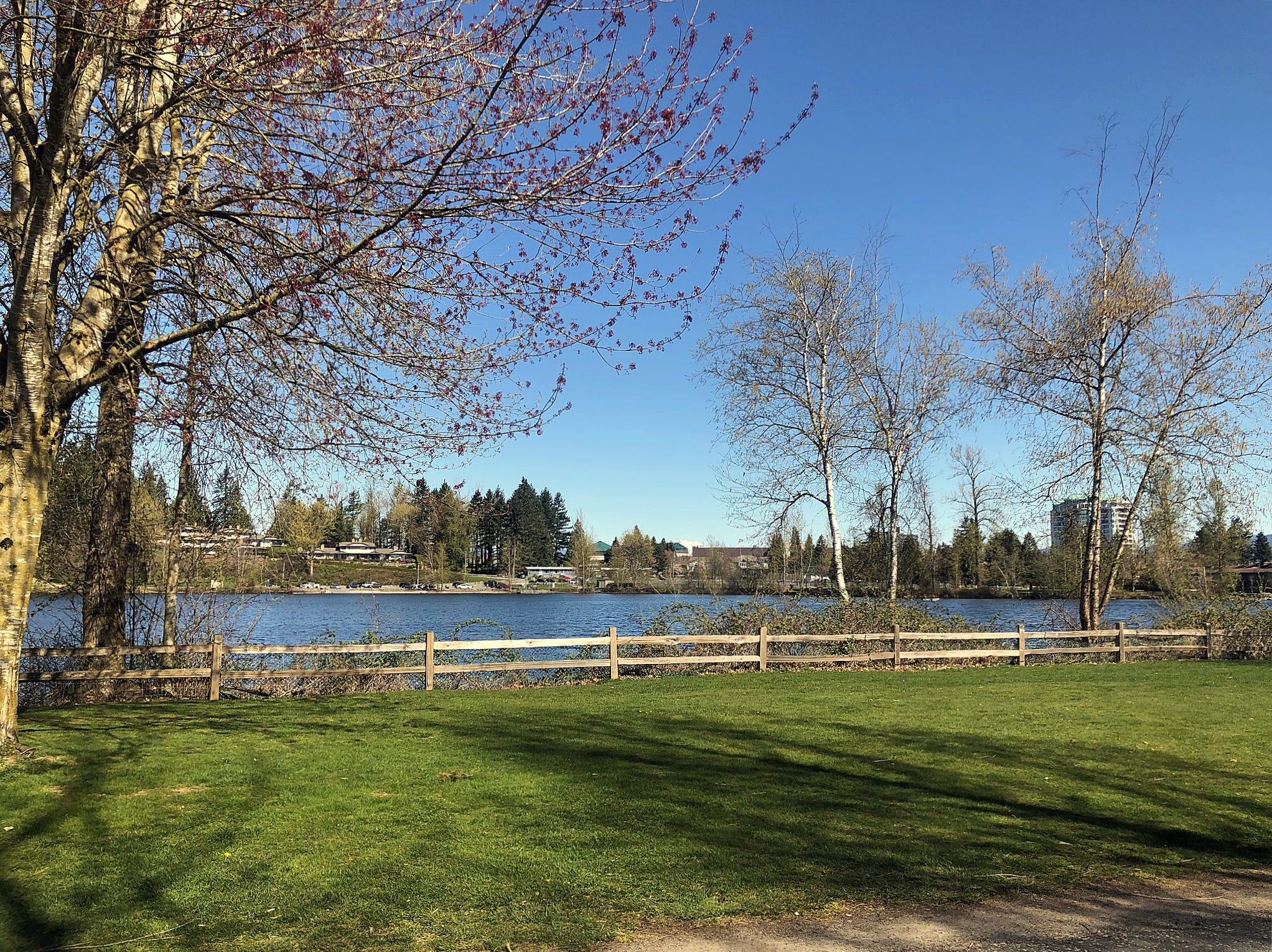 Park with water, trees