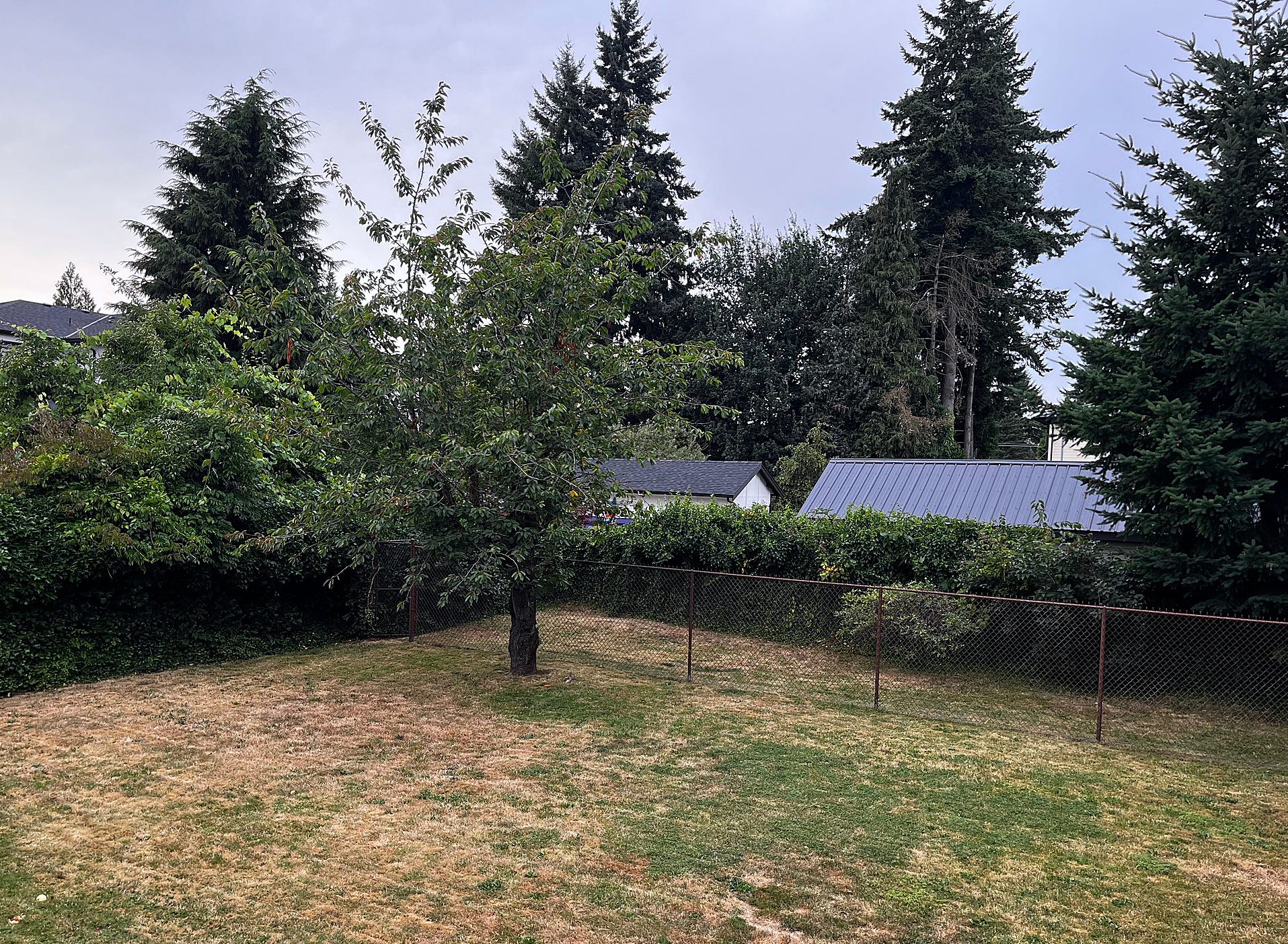 BAckyard with tre