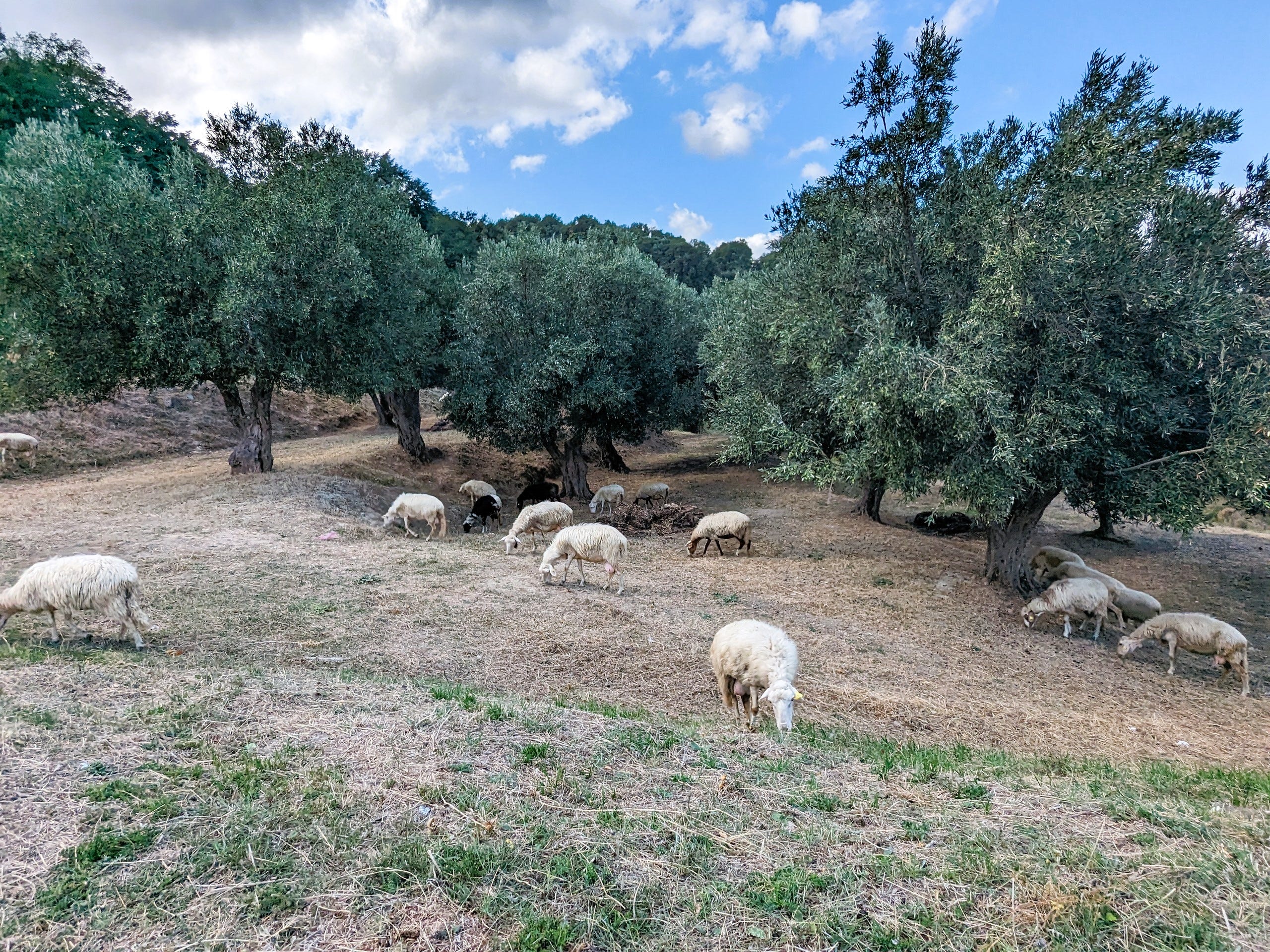 Sheep with trees nearby