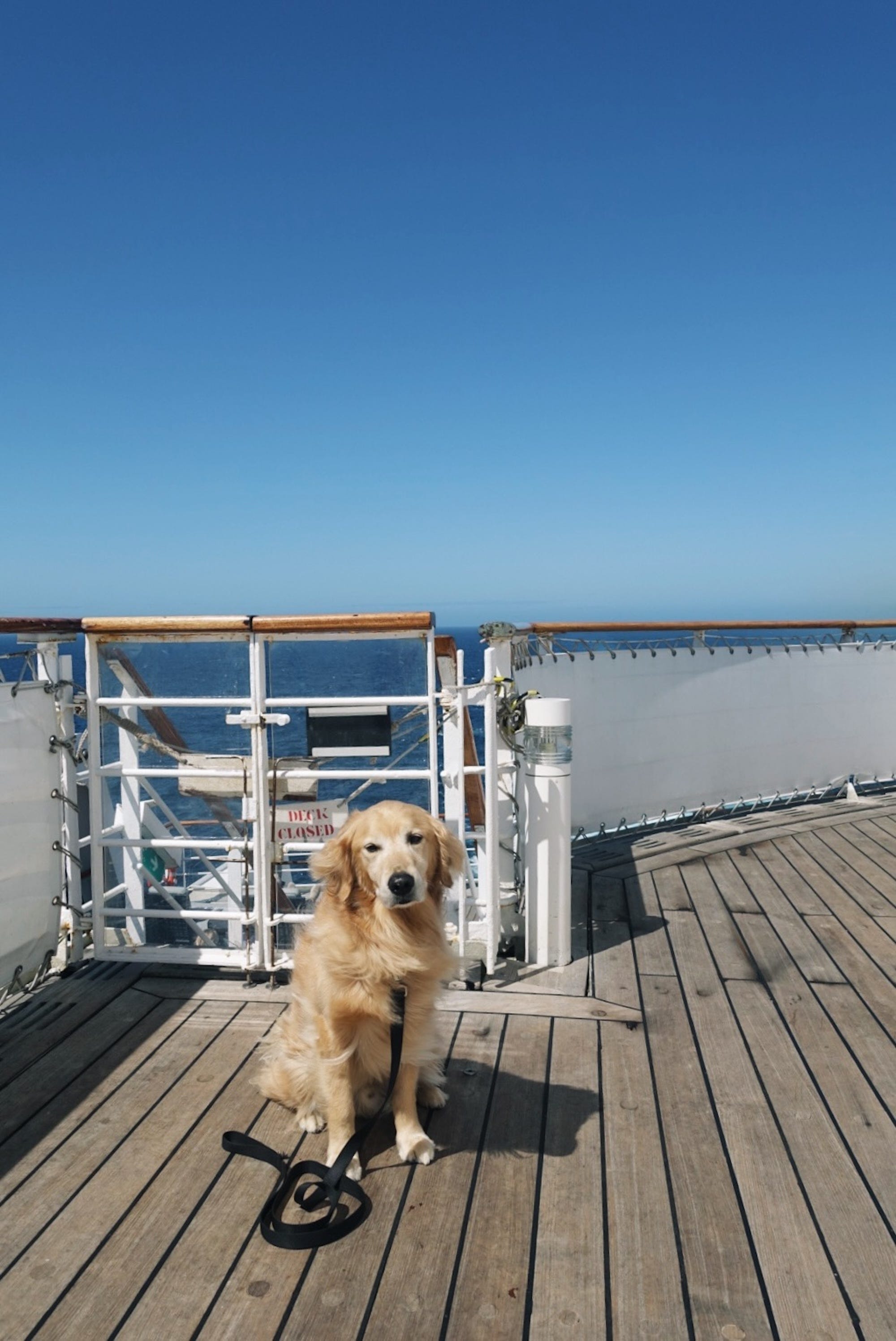 A golden retriever sits on a cruise with a blue sky behind him.