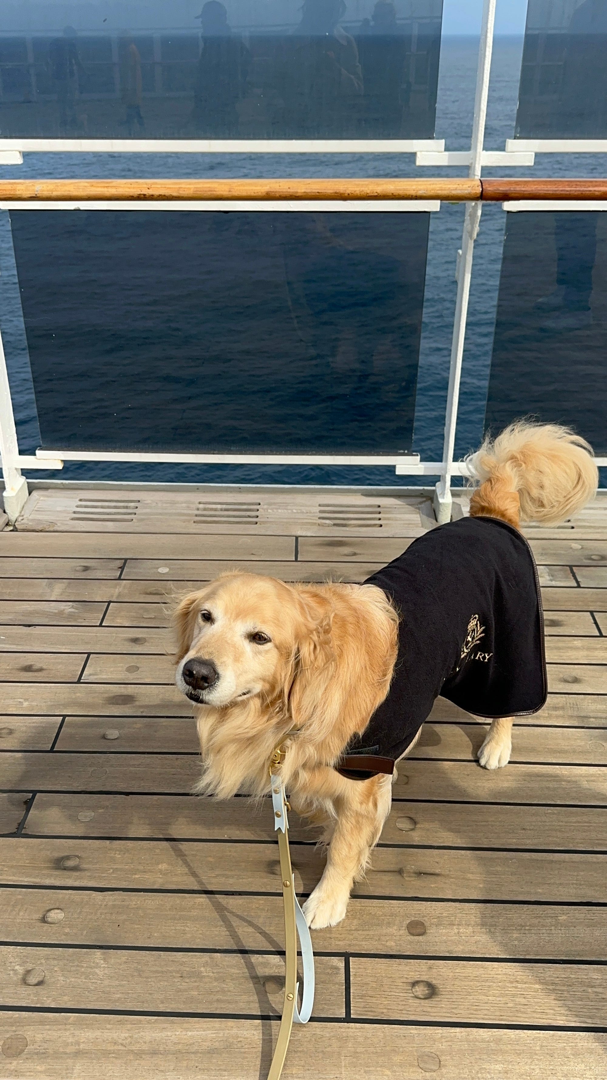 A dog in a robe stands on the deck of a cruise.