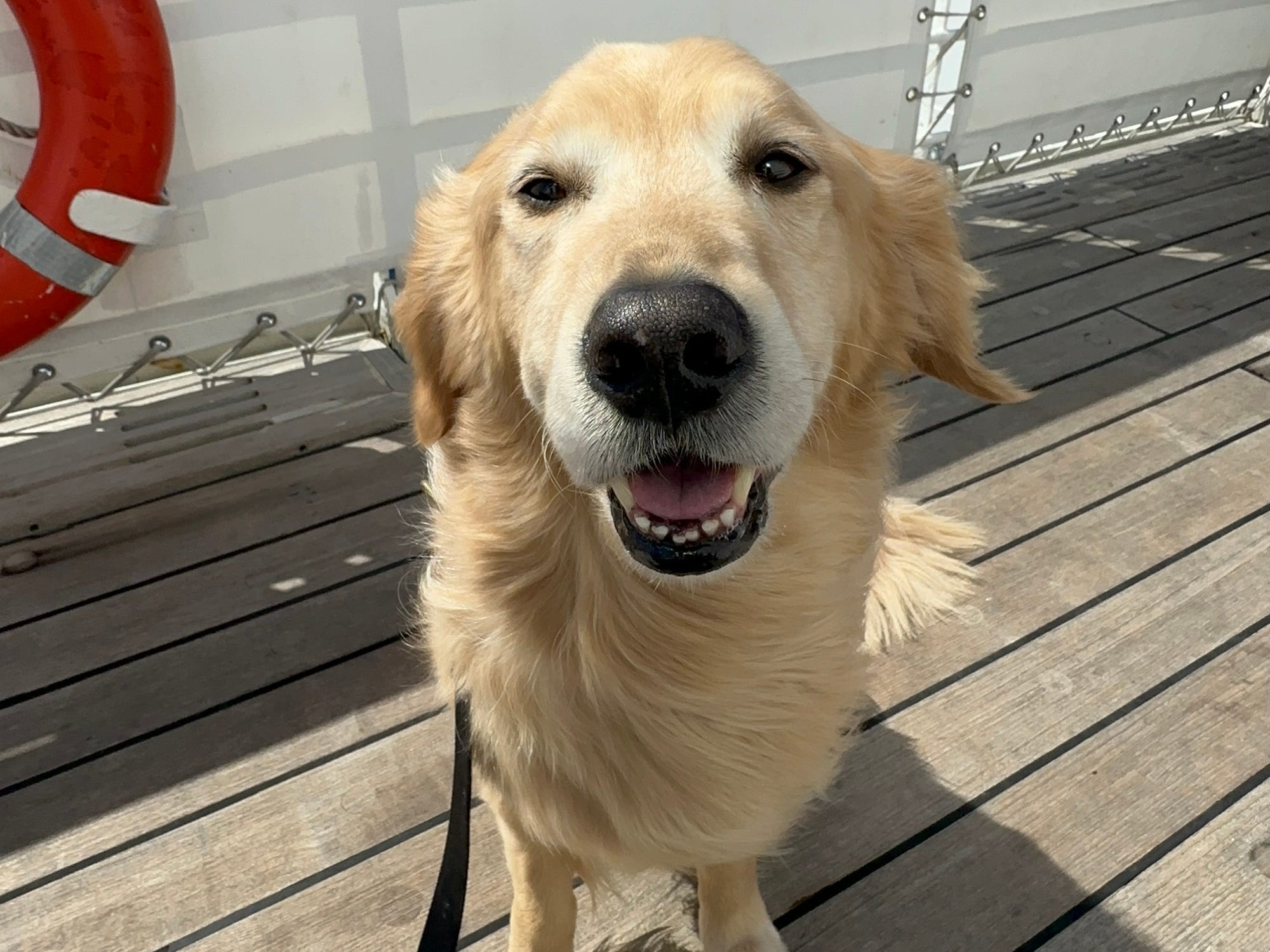 A golden retriever sits with its mouth open on the deck of a cruise.