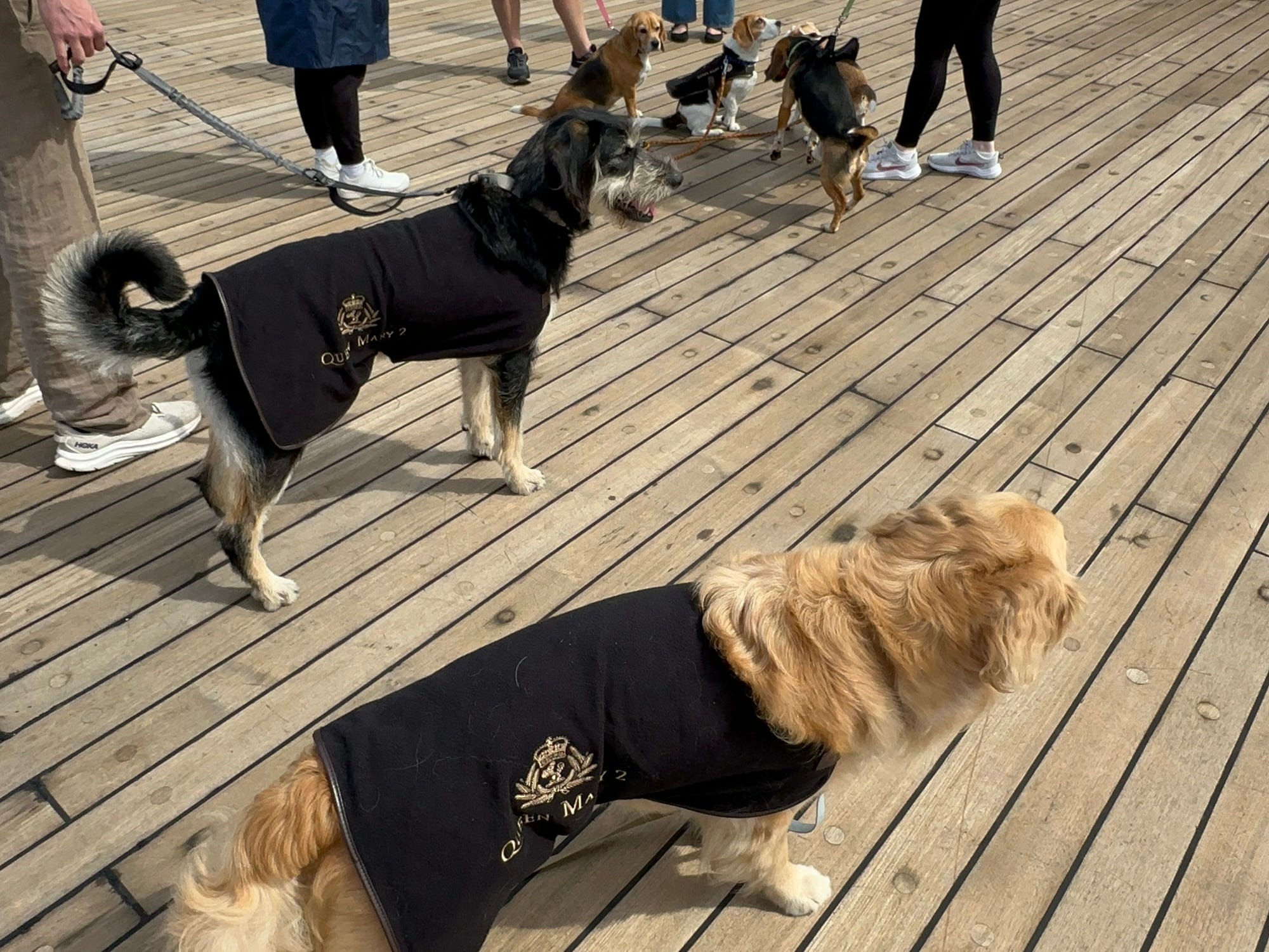 A group of dogs in robes hang out with their owners on the deck of a cruise.