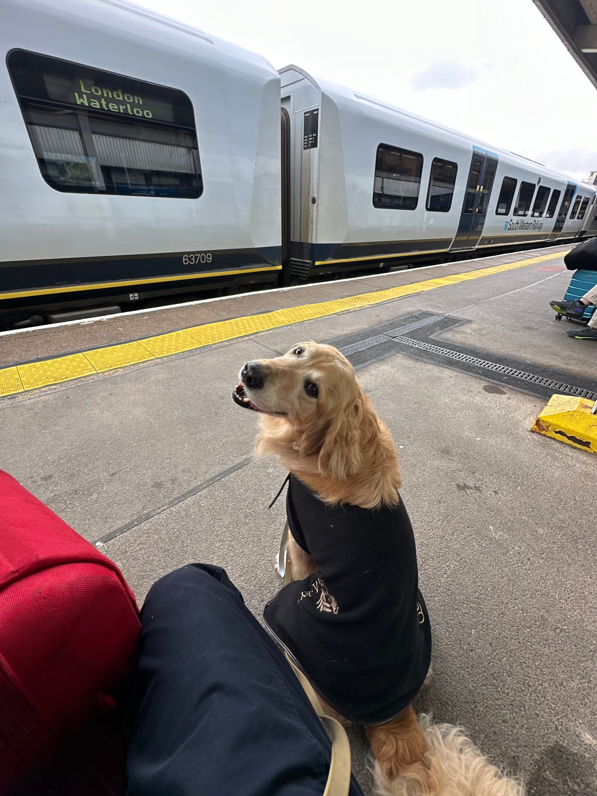 A golden retriever wearing a robe looks at the camera over his shoulder. A train that says 