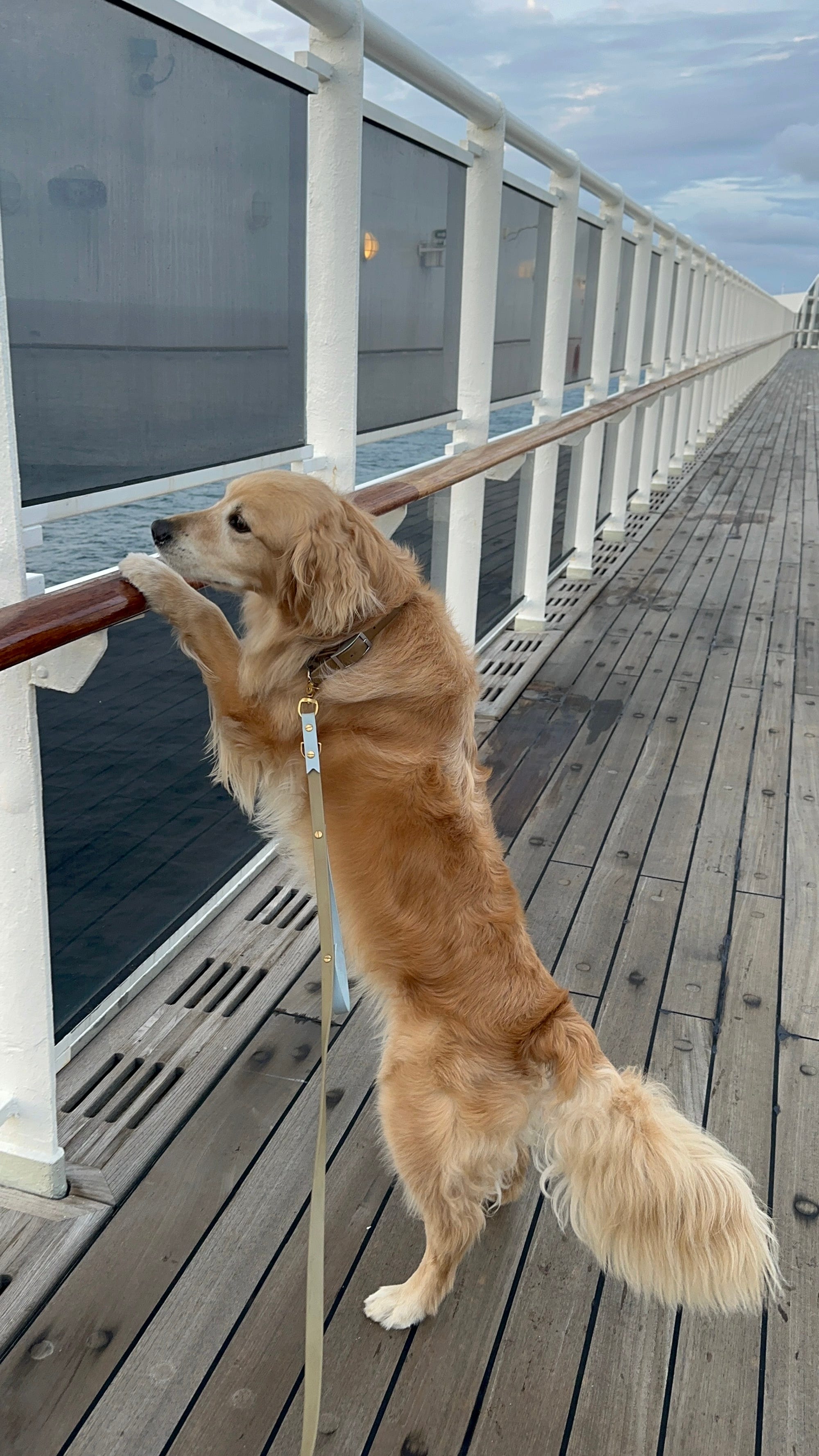 A dog puts his paws on the railing of a cruise.
