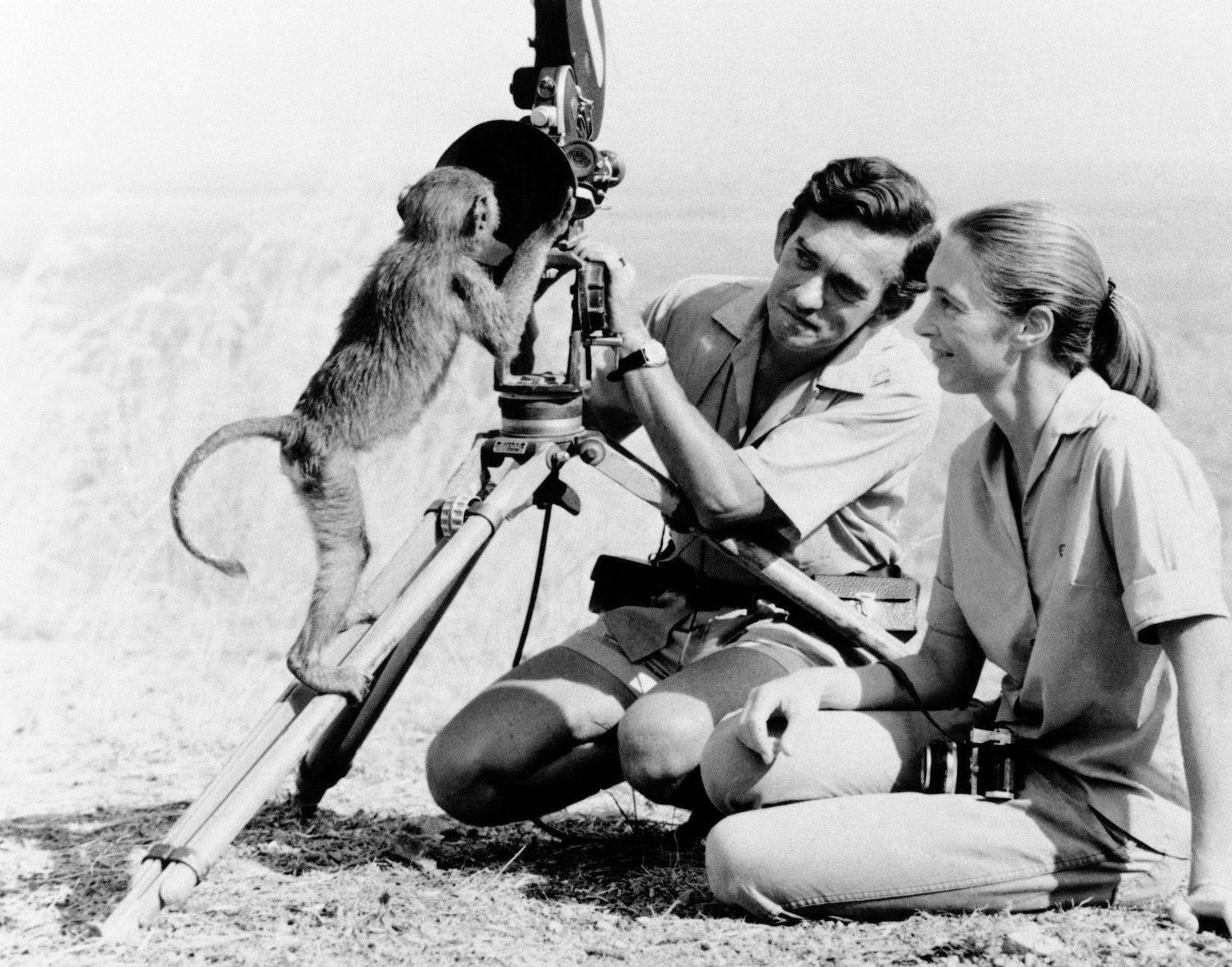 jane goodall hugo van lawick gombe 1974