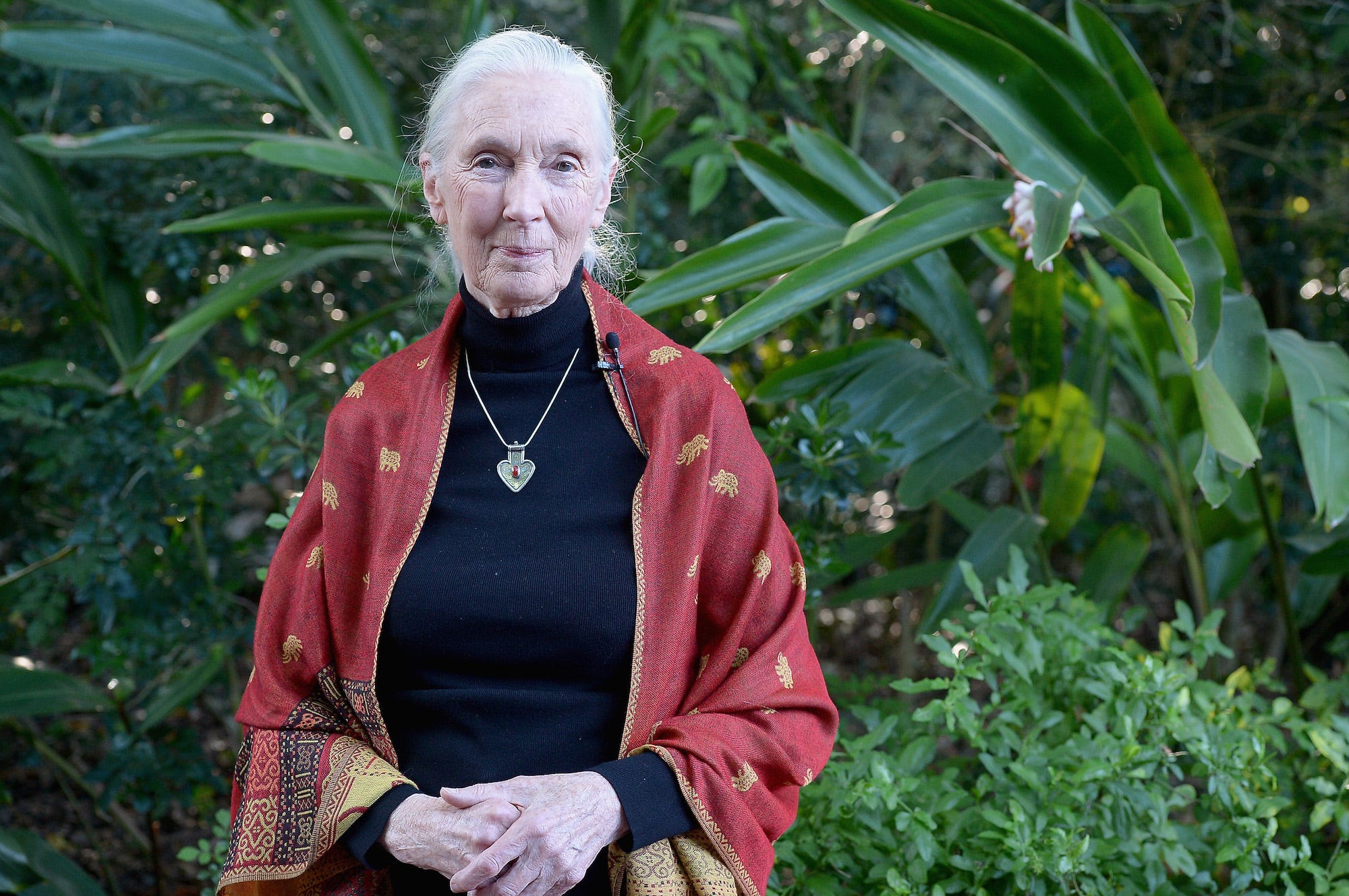jane goodall in 2016