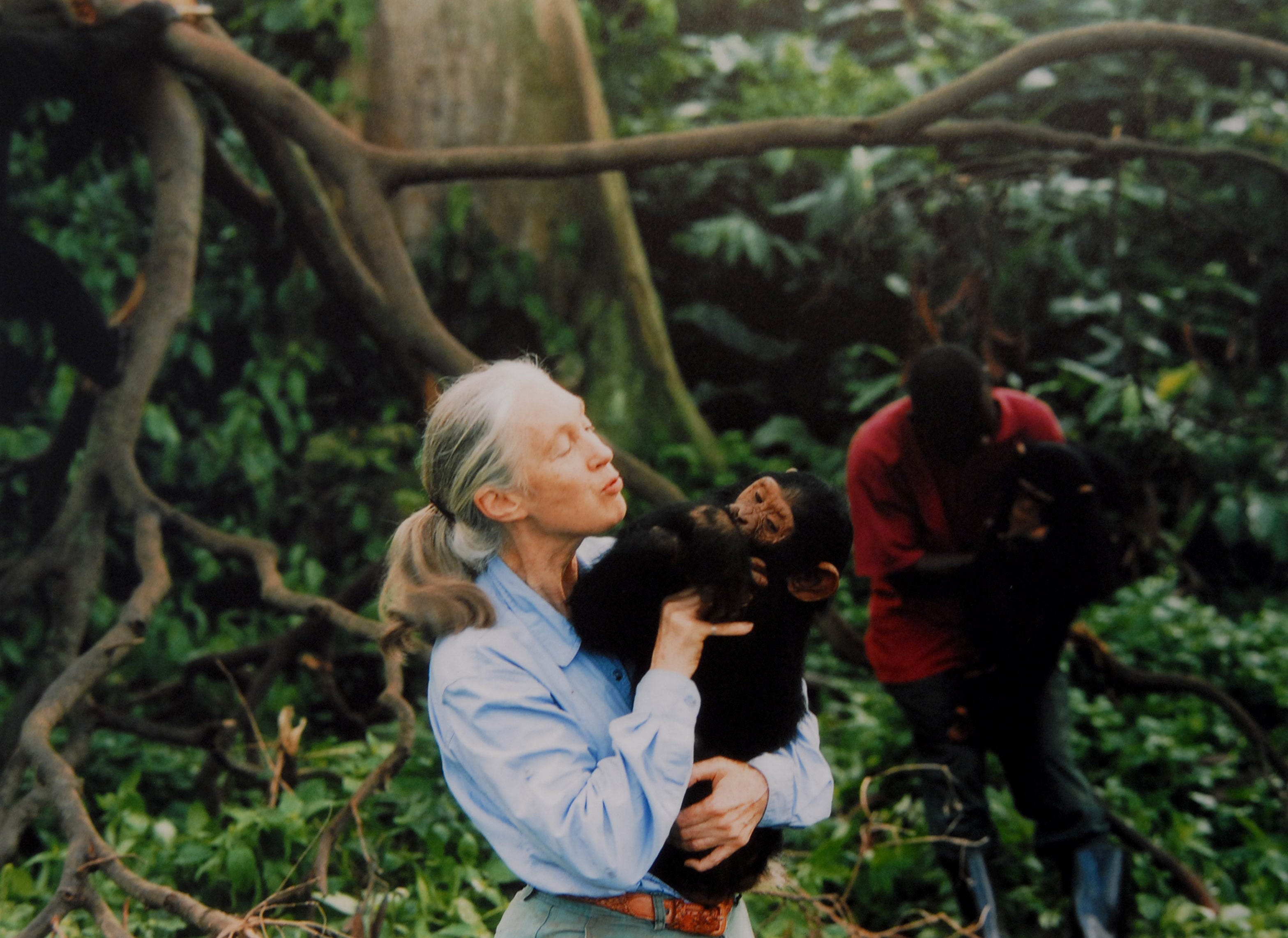 Jane Goodall, English primatologist, ethologist, and anthropologist, with a chimpanzee in her arms.
