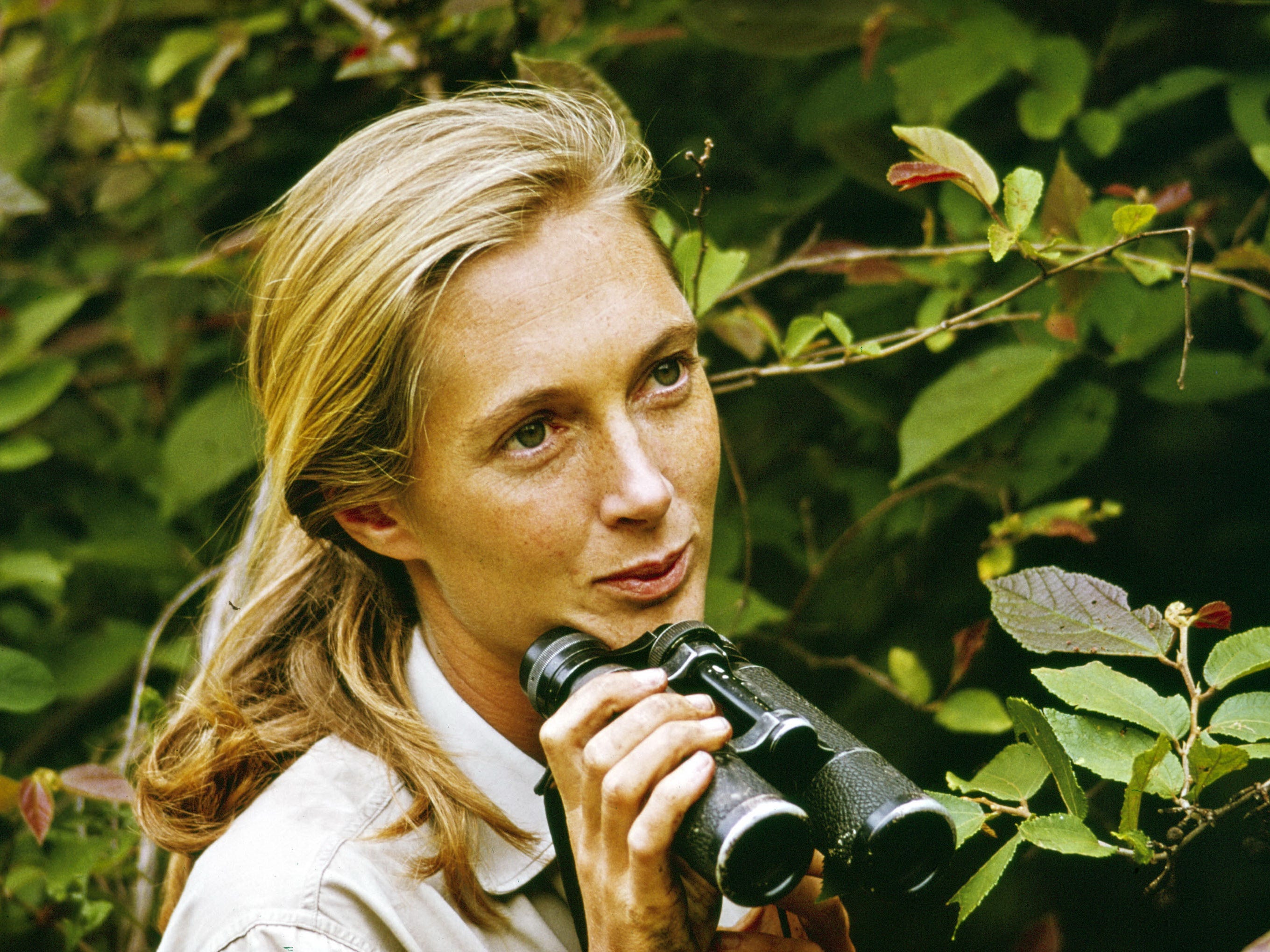 Jane Goodall appears in the television special 