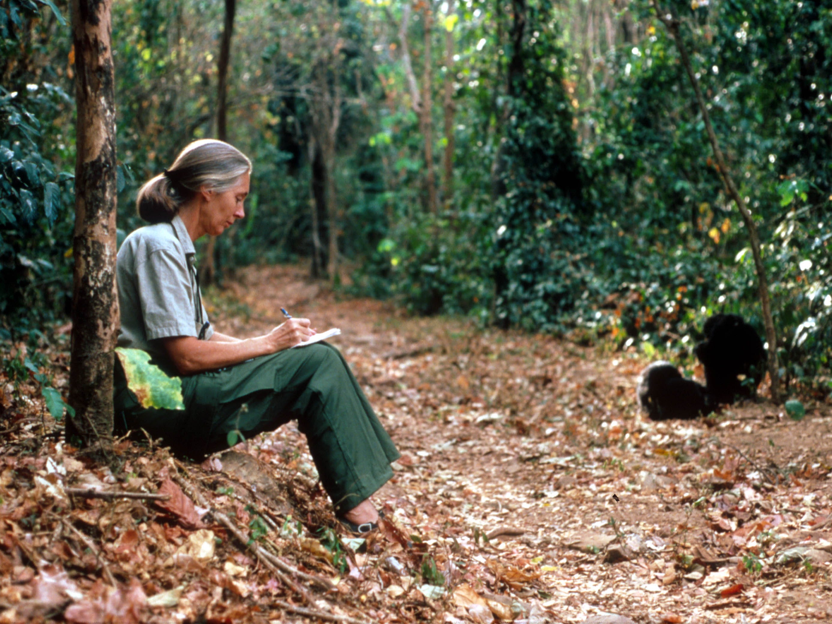 Jane Goodall studying the behavior of a chimpanzee during her research in Tanzania.