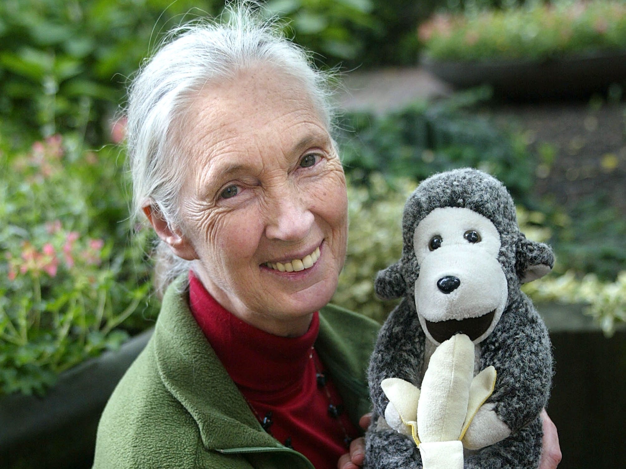 Jane Goodall posing with her stuffed chimpanzee toy.
