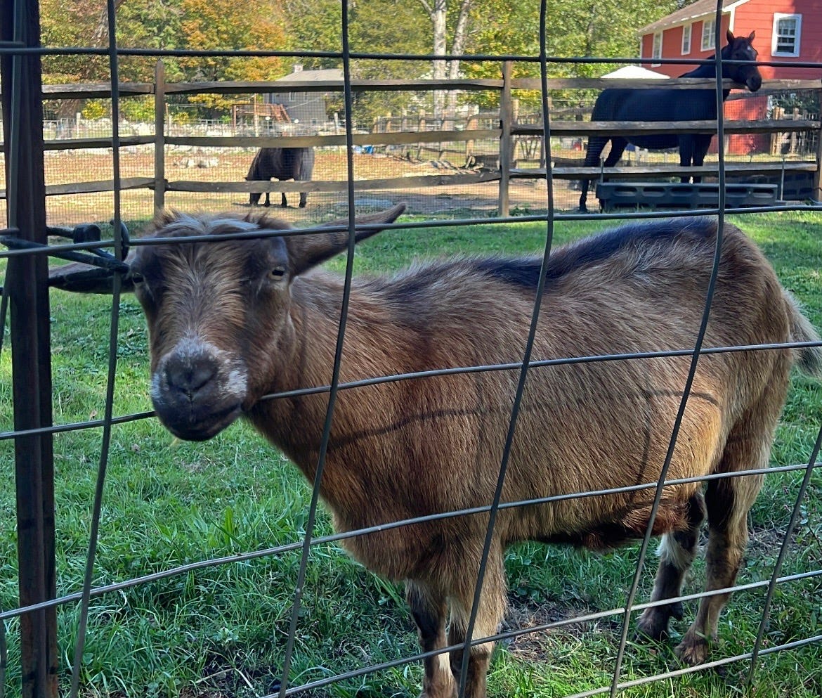Goat looking through fence