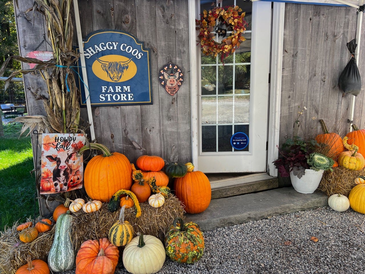 Pumpkins in front of Shaggy Coos