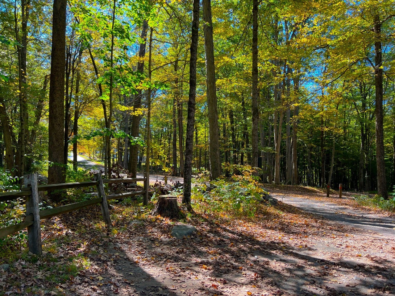 Trees next to dirt path at Crow Preserve