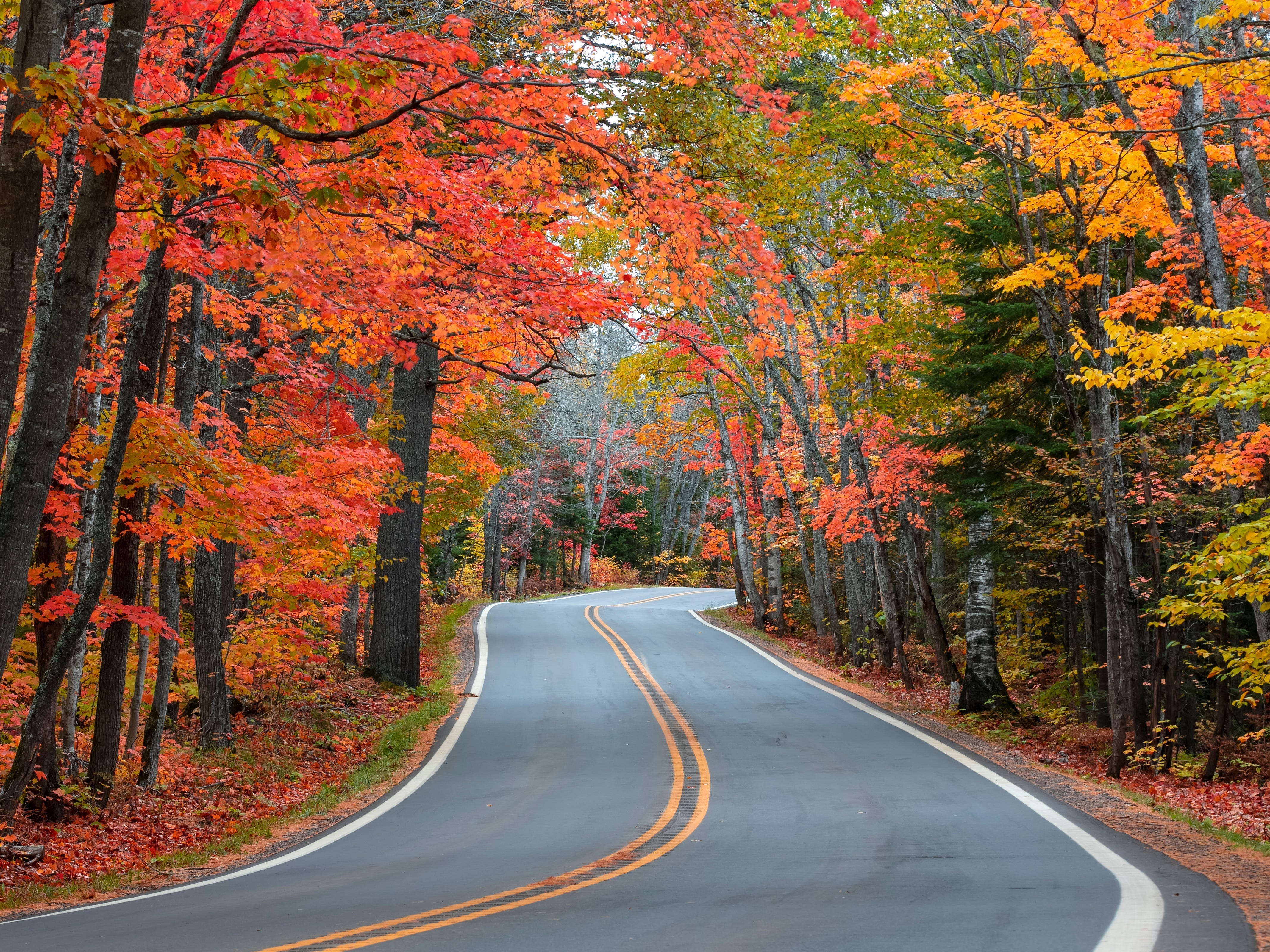 A winding road lined with beautiful fall foliage.