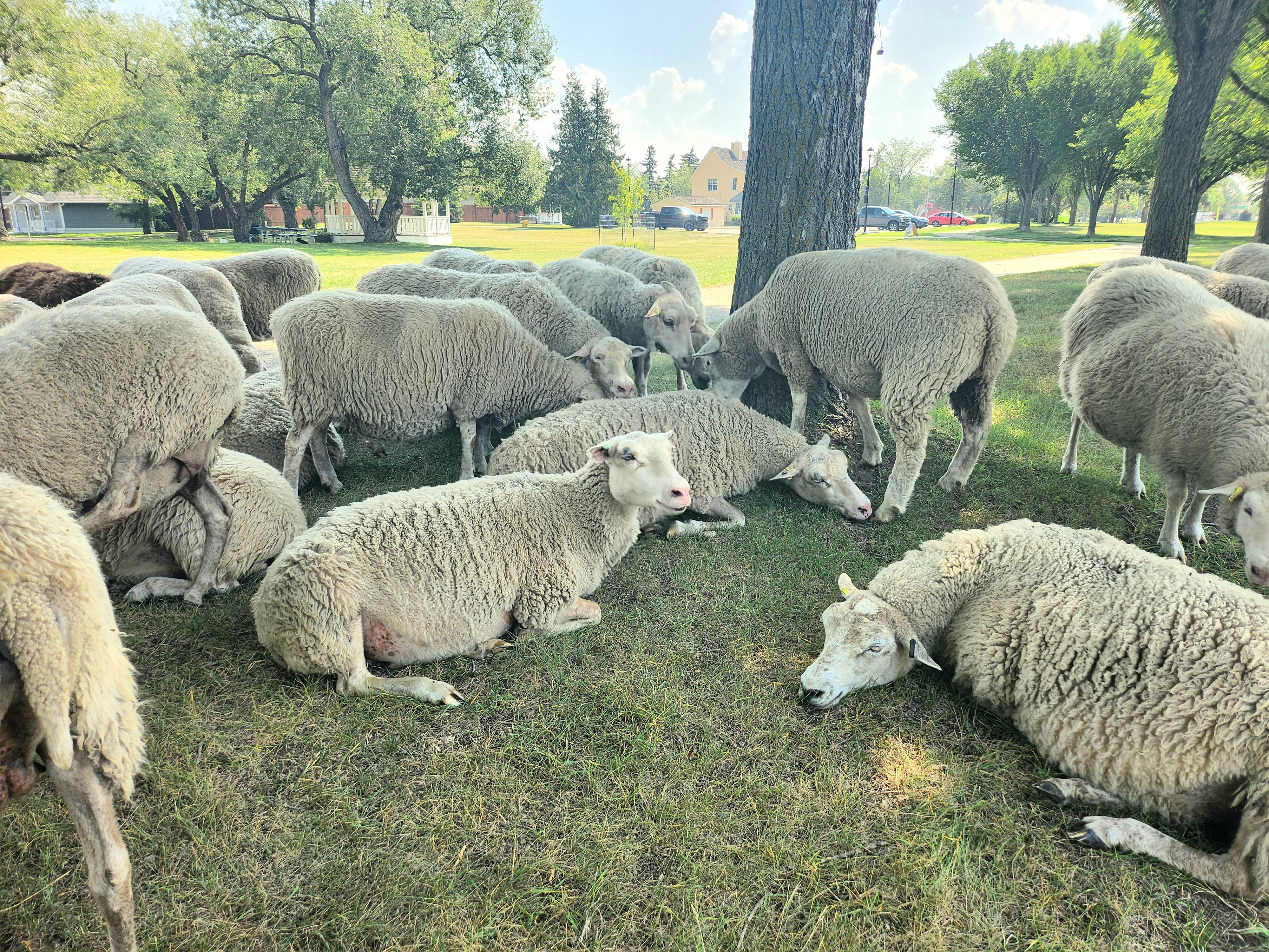A herd of sheep in grass