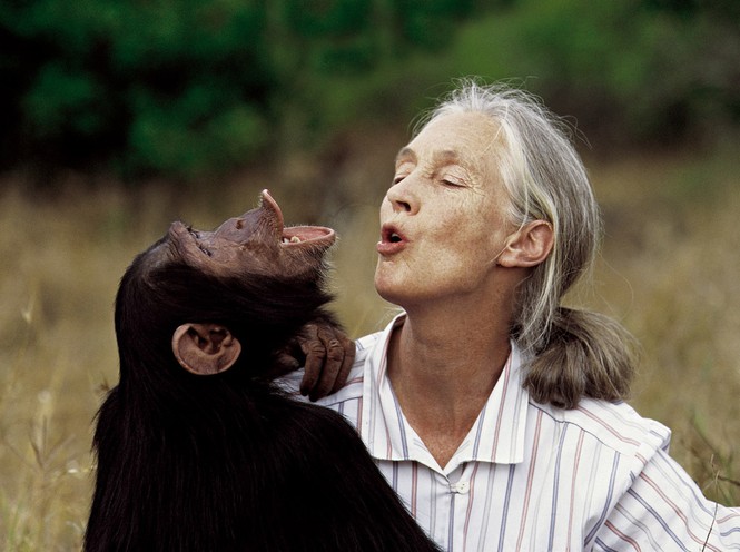 a color photograph of Jane Goodall singing with a chimpanzee