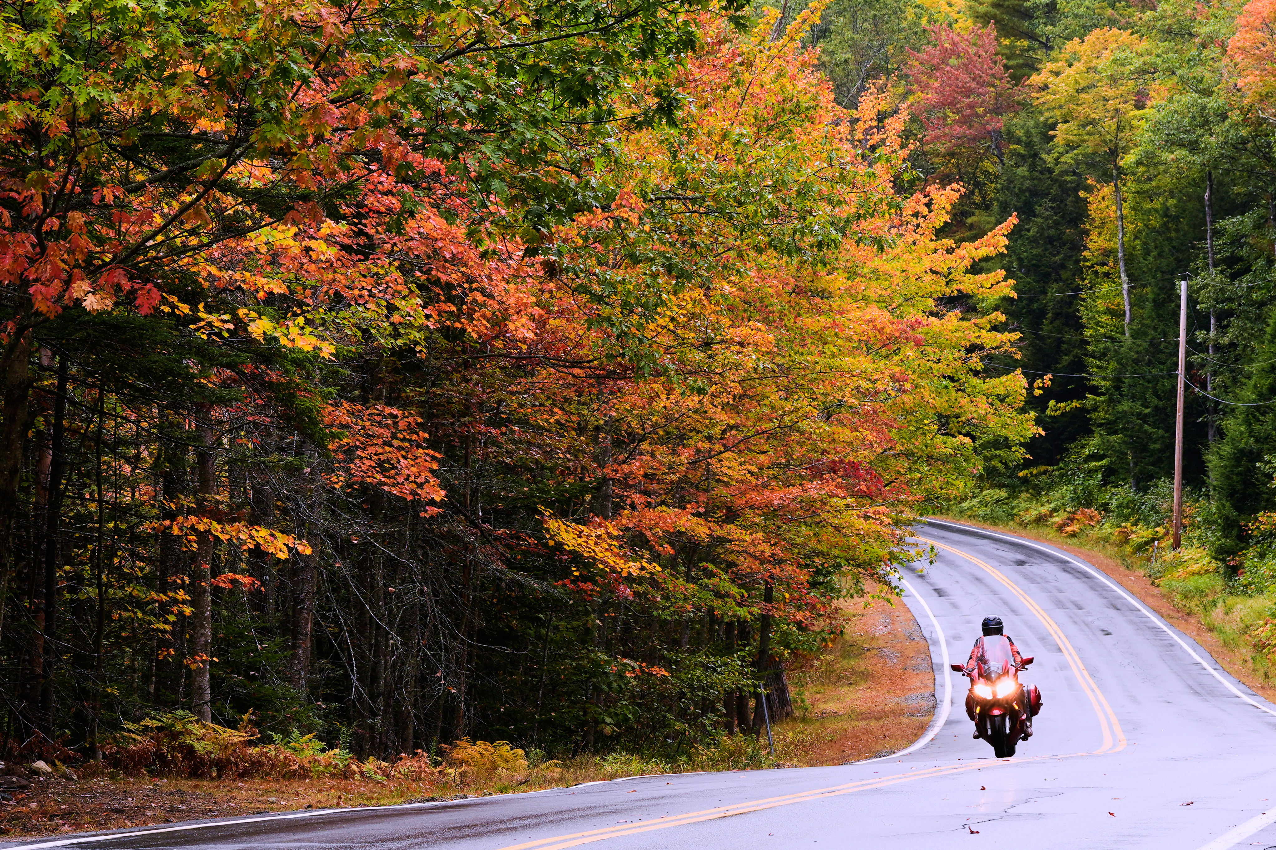 Fall colored trees flank a road where a motorcyclist is
