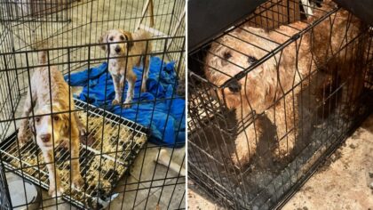 70 dogs rescued from deplorable conditions during West Valley puppy mill investigation