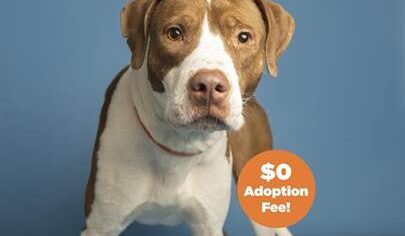 Valley dog who was impaled on fence now looking for 'furever' home