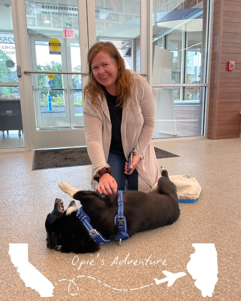A woman petting a dog wearing a blue harness, with text 