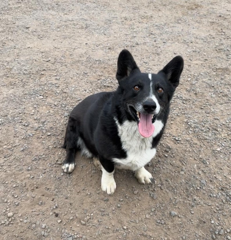 Black and white dog with its tongue out.