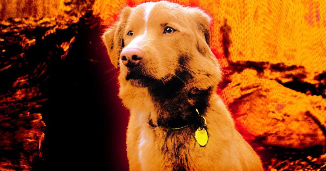 Meet Indy the Dog, the Star of the New Horror Film ‘Good Boy’