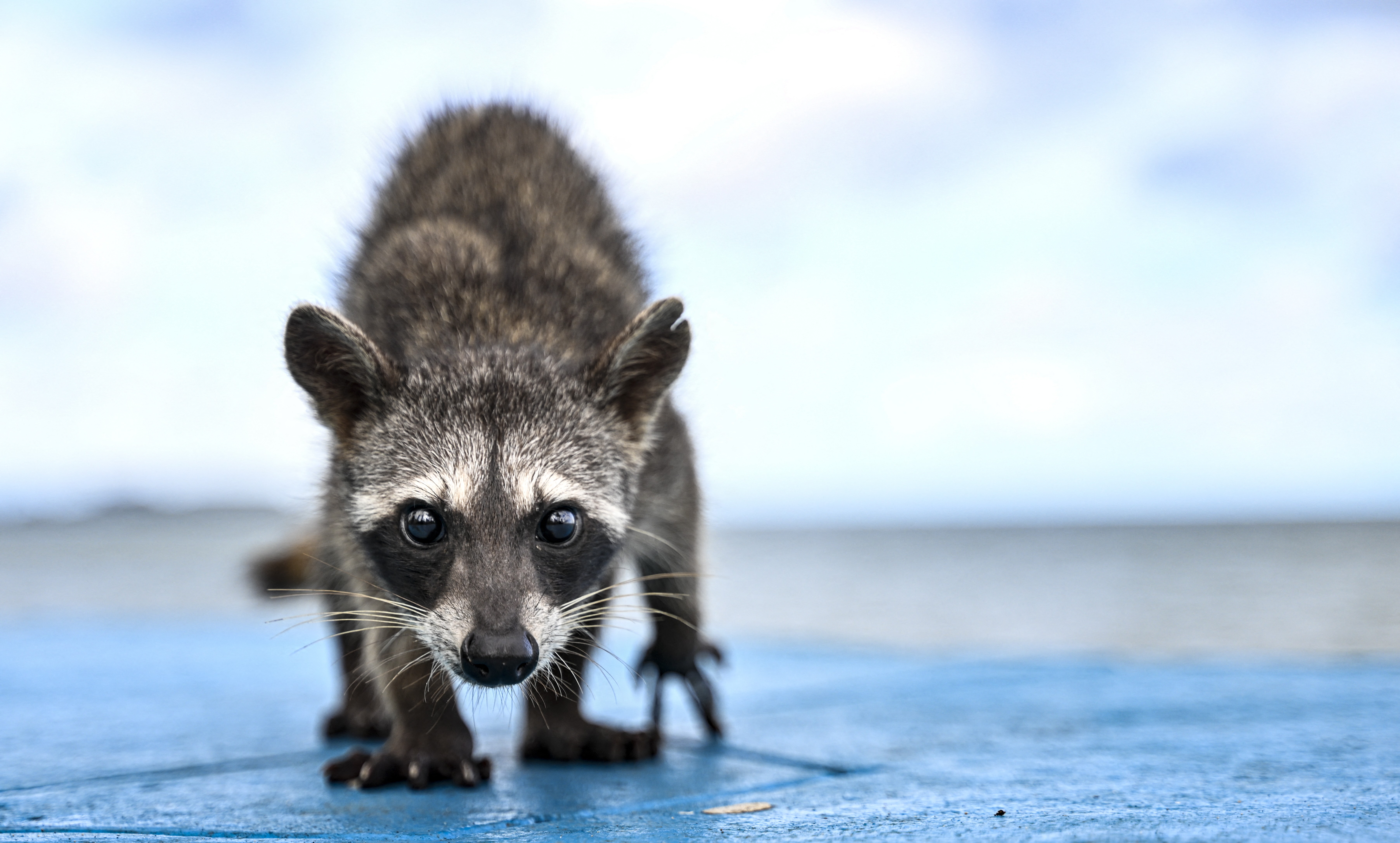 A close view of a young raccoon