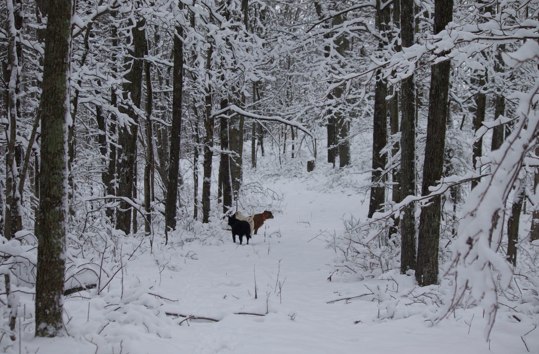 The woods near the writer's off-grid home in West Virginia.