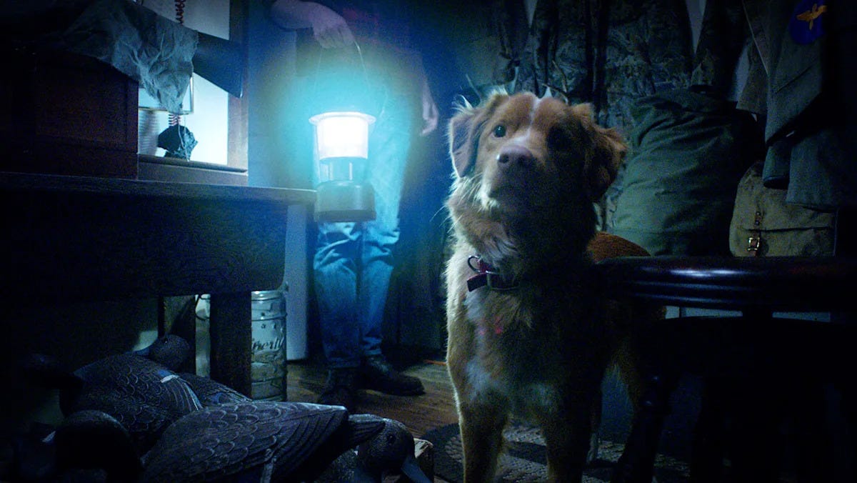 Indy the dog with a light behind him