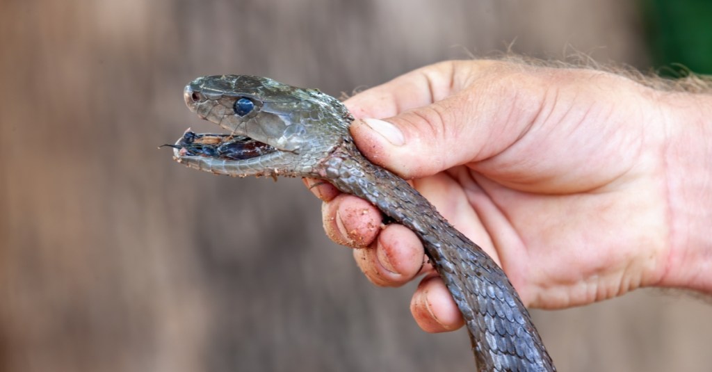Snake Bites Are Bad—Mamba Bites Are a Whole Different Hell