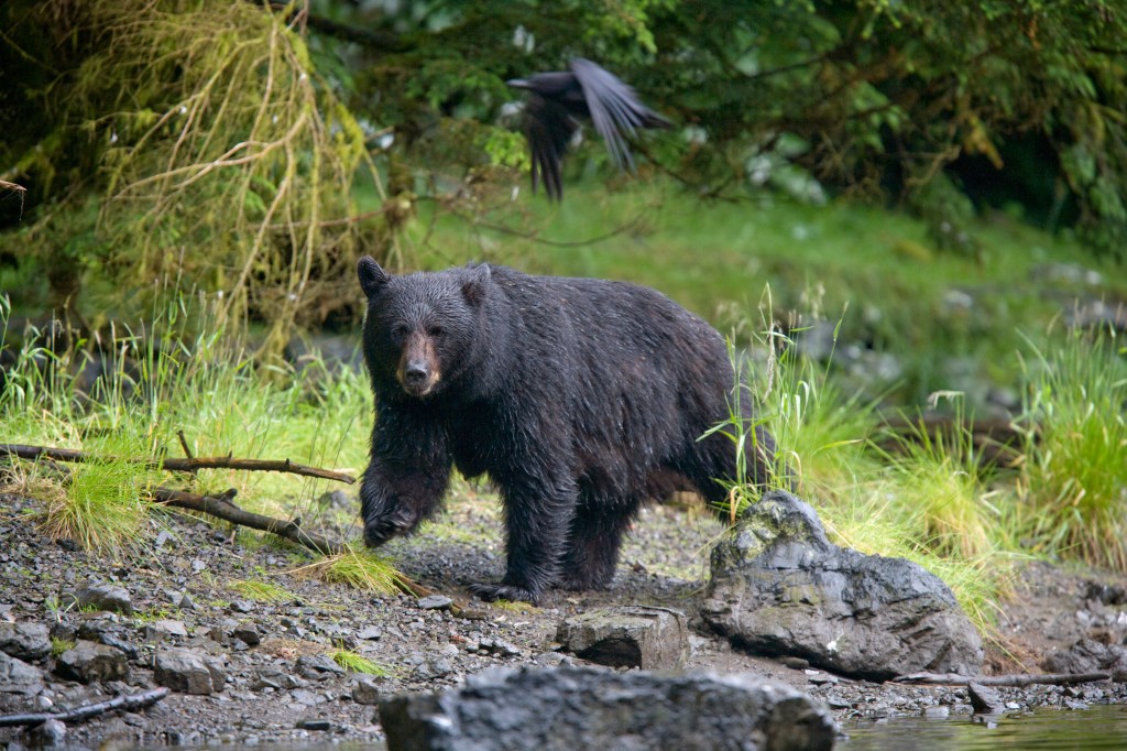 Black bear walking along a salmon stream in Alaska with a raven flying overhead.